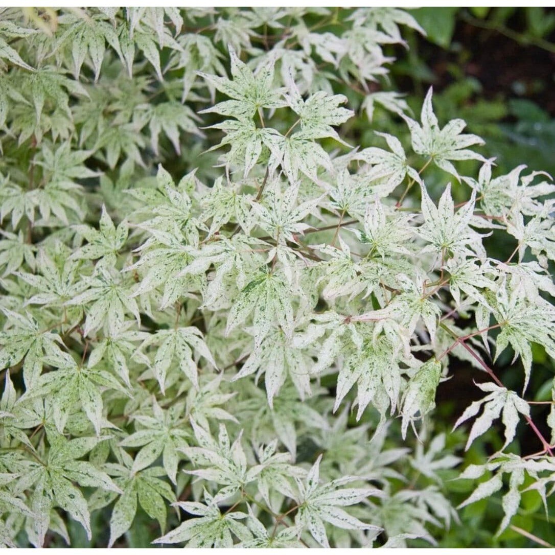 Ukigumo Japanese Maple Japanese Maple Bonsai 10 Seeds eBay