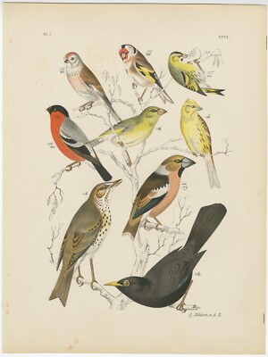 Antique Bird Print of the Goldfinch, Common Blackbird and Bullfinch