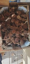 250+ Count SWEET GUM TREE Spikey Balls freshly picked from my yard Crafts Decor
