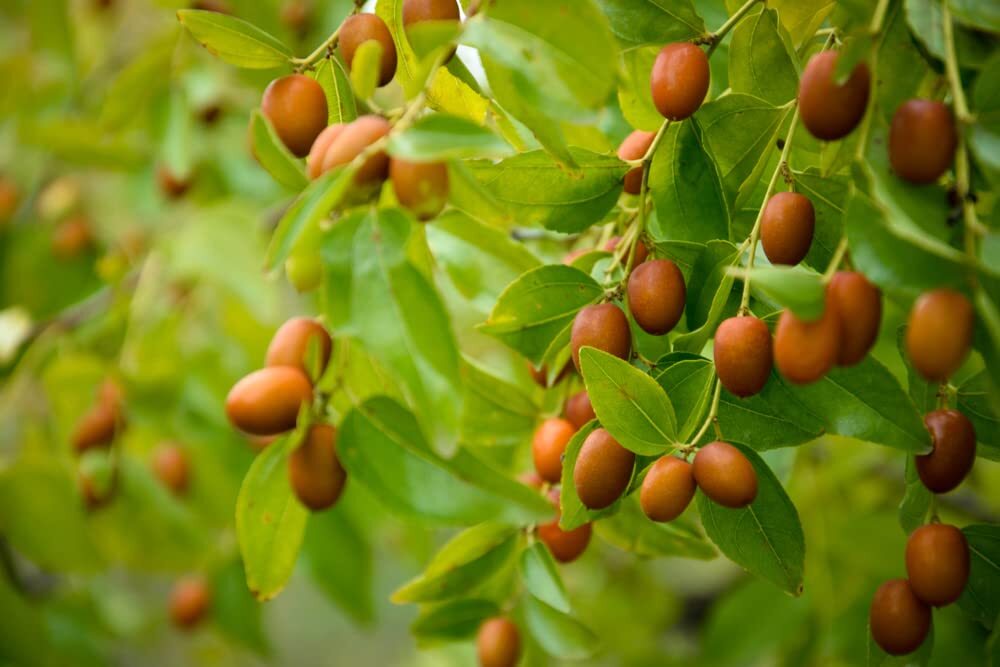 Chinese Date Tree Seeds for Planting - 6 Seeds - Jujube, Chinese Date, Tsao Zizi