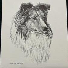 Shetland Sheepdog Vintage Print By Jan Jellins 8 X10