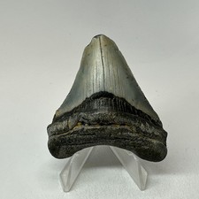 Dente di squalo megalodonte 2,62 pollici - seghettato - fossile colorato - naturale 20170