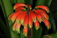 Clivia Gardenll. Tender Shade Lover  2Litre POT