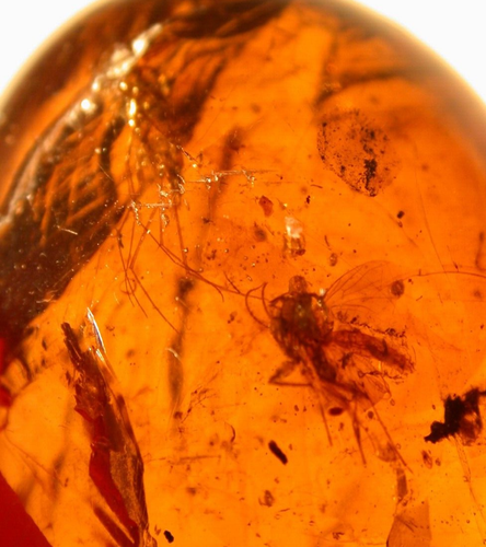 2 Cretaceous Mycetophilid Flies in Burmite Amber Fossil from Dinosaur Age - Picture 4 of 9