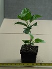 KEVIN JOHNSON Tropical Hibiscus -- Plant in 4.5" pot — photo 3