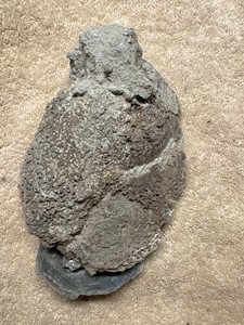 Fossilized Oyster Bivalve – Intact Valves w/ Matrix – Chesapeake Bay Area