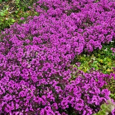 Purple Creeping Thyme Seeds - For 2025 Planting Magic Carpet Ground Cover Grass