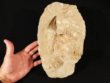HUGE! Mosasaurus Tooth Fossil with VERTEBRA and Bone Fossils in BIG Matrix!