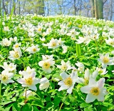 20 ENGLISH WOOD ANEMONE | Nemorosa | Rhizomes Bulbs Top