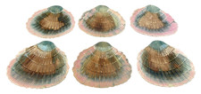 Griffen Smith & Hill Etruscan Majolica Shell Seaweed Ice Cream Dishes Set 6