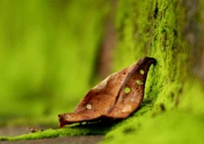 The last dry leaf on the yellow tree Mold   Floral Decors