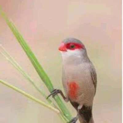 finch bird for sale