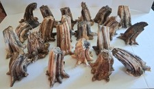 21 XL Natural Dried Pumpkin Gourd Stems For Arts Crafts Velvet LARGE Bases Fall