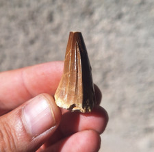 Museum-Grade Mosasaur Tooth Unique  Stelladens Mysteriosus Very Rare Prehistoric