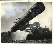 1968 Press Photo 300 Year Old Sugar Pine Log At Lev Lumber Co. Near Oakhurst