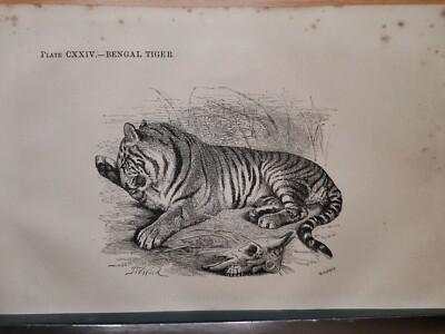 1860 Tiger Original Engraving Illustration Copperplate Vintage Retro Design