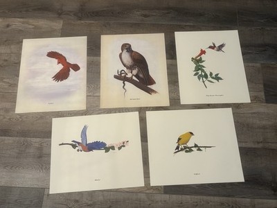 1979 Iowa bird prints by David Silk, DSM Register illustrator 14x17