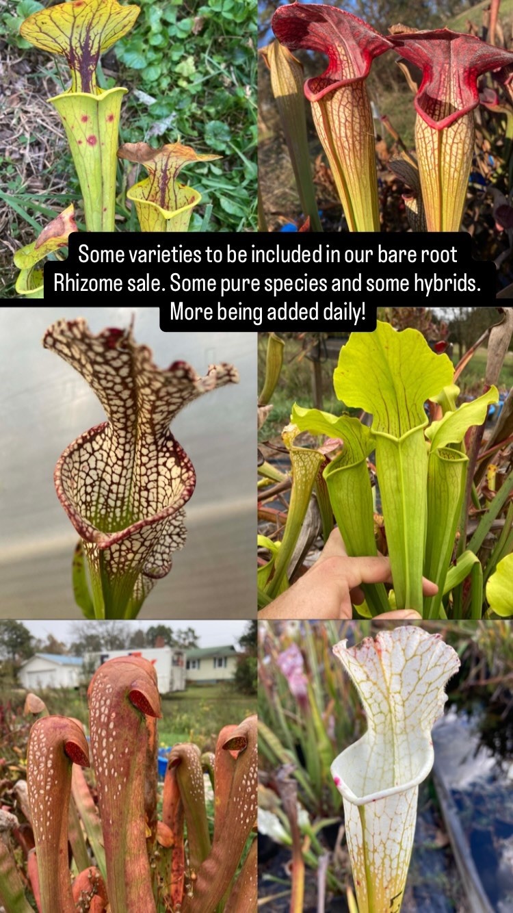 Sarracenia bulk bare root rhizomes! Seller's choice of assorted varieties. 5 per