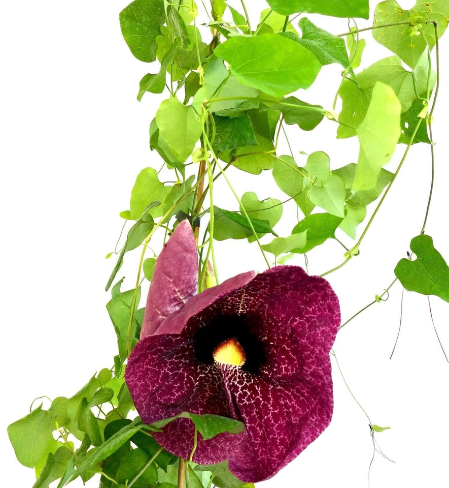 Aristolochia gigantea | Giant Dutchman's pipe | Giant Pelican Flower - Riesenpfe - Bild 3 von 3