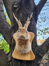 Shoulder Mount Jackalope Taxidermy