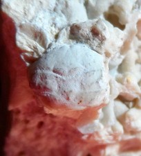 CRABE FOSSILE PALÉOCÈNE DU DANEMARK , DROMIOPSIS