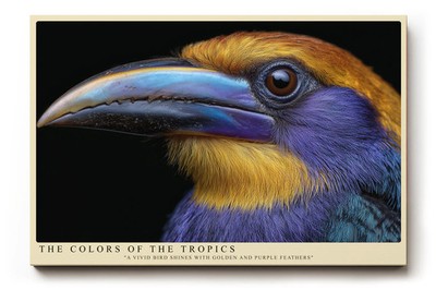 Paul Sinus Wandbild The Colors of the Tropics Ausdrucksstarkes Porträt eines