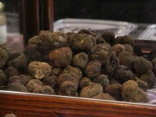 500 grams of very fine Italian fresh black truffle Uncinatum the Top. mushrooms
