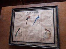 19th Century Exotic Birds Gouache Bird Ornithological Board