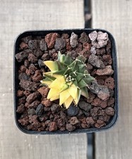 Obregoni Denegrii Veriegata Cactus Caudex Rare Cactus 