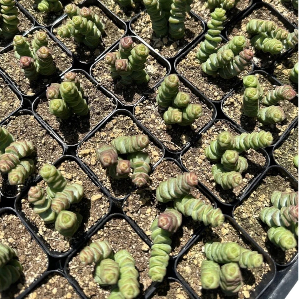 1 Live Variegated String of Buttons – 2 Inch Pot – Spiral Crassula Succulent - Image 4 of 4