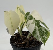 Monstera Albo rooted And potted EBAY-Potalbo-002