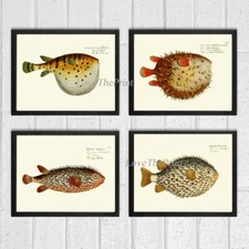 Puffer Fish Porcupine Blowfish Wall Art Print Set of 4 Antique Vintage Unframed