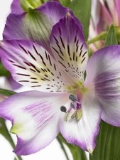 Preety Imported Double Alstroemeria Purple  Green Flower Bulbs Pack Of 3 Bulbs