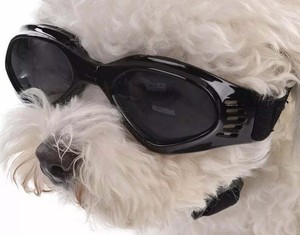 dog wind goggles