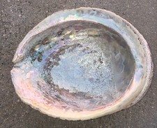 RARE Real Seashell Large Abalone Dish Natural Sea Cave Sea Shell 6-1/2&rdquo; x 5-1/2&rdquo;