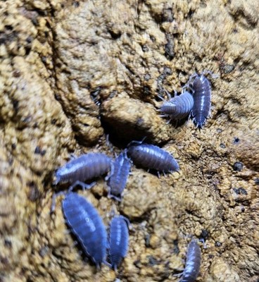   Powder Blue Isopods   Porcellionides pruinosus  Powder Blue    25+ Count Live