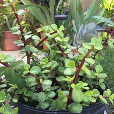 10 Elephant Bush Cuttings Succulent Red Stem Portulacaria Afra Succulent Plant