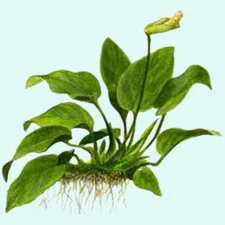 Anubias Barteri (Nana) Bare Root Size: Large (6+ Inches) Live Aquarium Plants