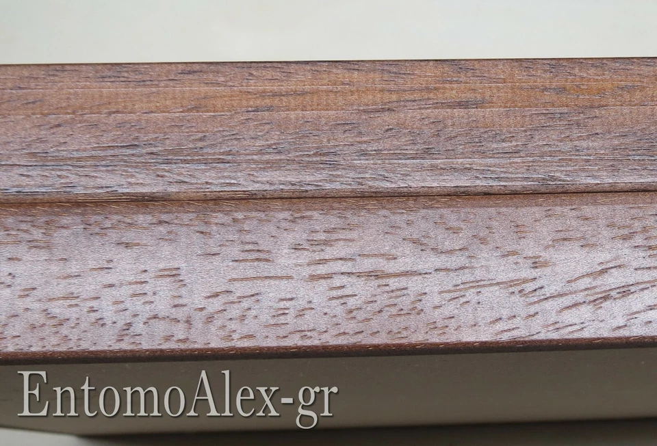 scatola entomologica legno MARRONE 19X26 plastazote entomologia cassetta insetti - Immagine 4 di 4