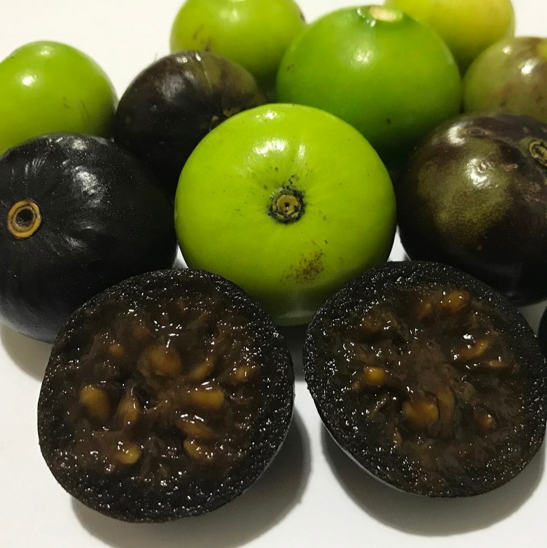 Cordiera Sessilis - MARMELADA do CAMPO
