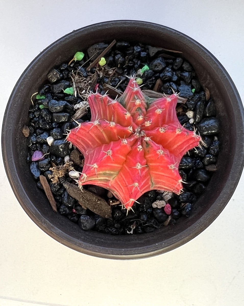 Gymnocalycium mihanovichii variegated Beautiful Cactus seedgrowth / pink  rare | eBay