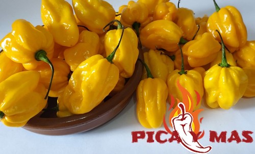 HABANERO AMARILLO 30 SEMILLAS CHILE CHILI PEPPER PIMIENTO MUY PICANTE - Bild 2 von 12
