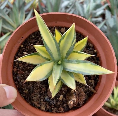 Agave Sun King victoriae-reginae var Golden color  beautiful
