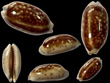 Cypraea, Mauritia dark f. melanica, Prony Bay, N. Caledonia, 43.7 mm, NIGER
