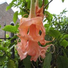 10 Triple Flamango Angel Trumpet Seeds Flowers Seed Flower Brugmansia Datura 675