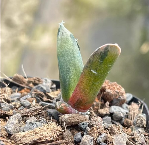 RareSucculent Plant A· riocarpus retusus 'Variegata' OwnRoot WYSIWYG Boutique - Afbeelding 4 van 5