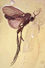 Duży wielki GRZYB GNAT Mycetophilidae Oryginalny BURSZTYN BAŁTYCKI 2.2 + HQ Pic 260204