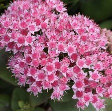 2 x Sedum Matrona In 9cm Pot | Pink Autumn