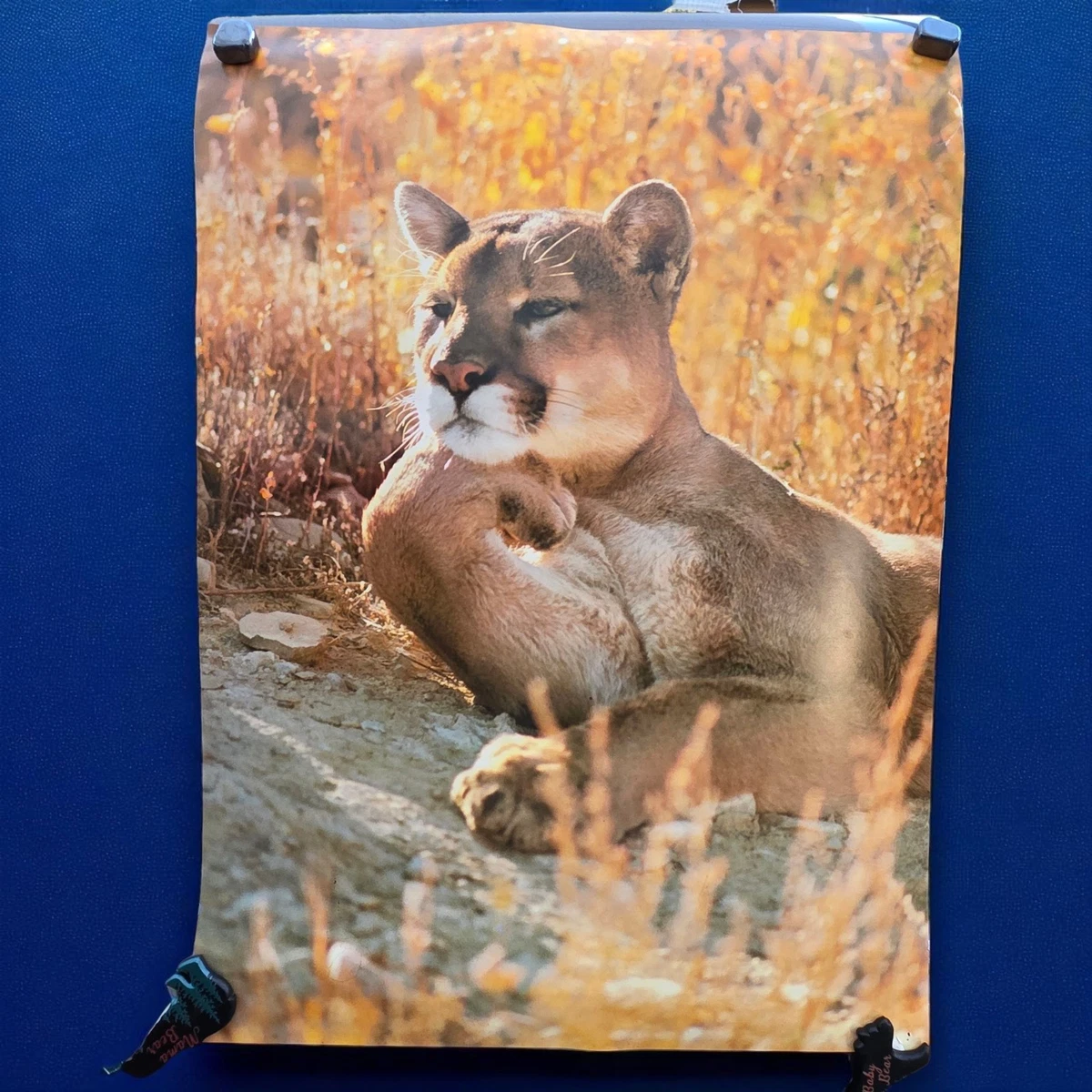 Lion Vintage/Retro Home Décor Posters & Prints for sale | eBay