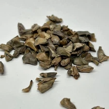 Japanese Fir Bonsai Tree Seed Pack Abies Firma